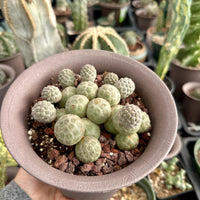 Rare Cactus - Tephrocactus Geometricus Cluster (2)