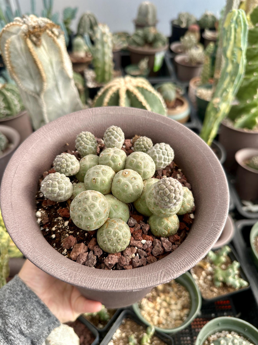 Rare Cactus - Tephrocactus Geometricus Cluster (2)