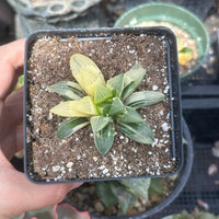 Rare Succulents - Haworthia Variegated Heidelbergensis Single Stem (3")