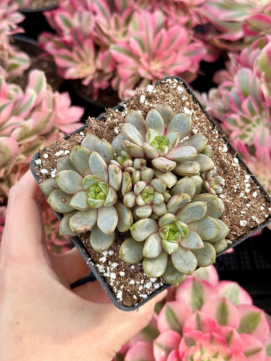 Rare Succulents - Graptoveria Ametum Cluster