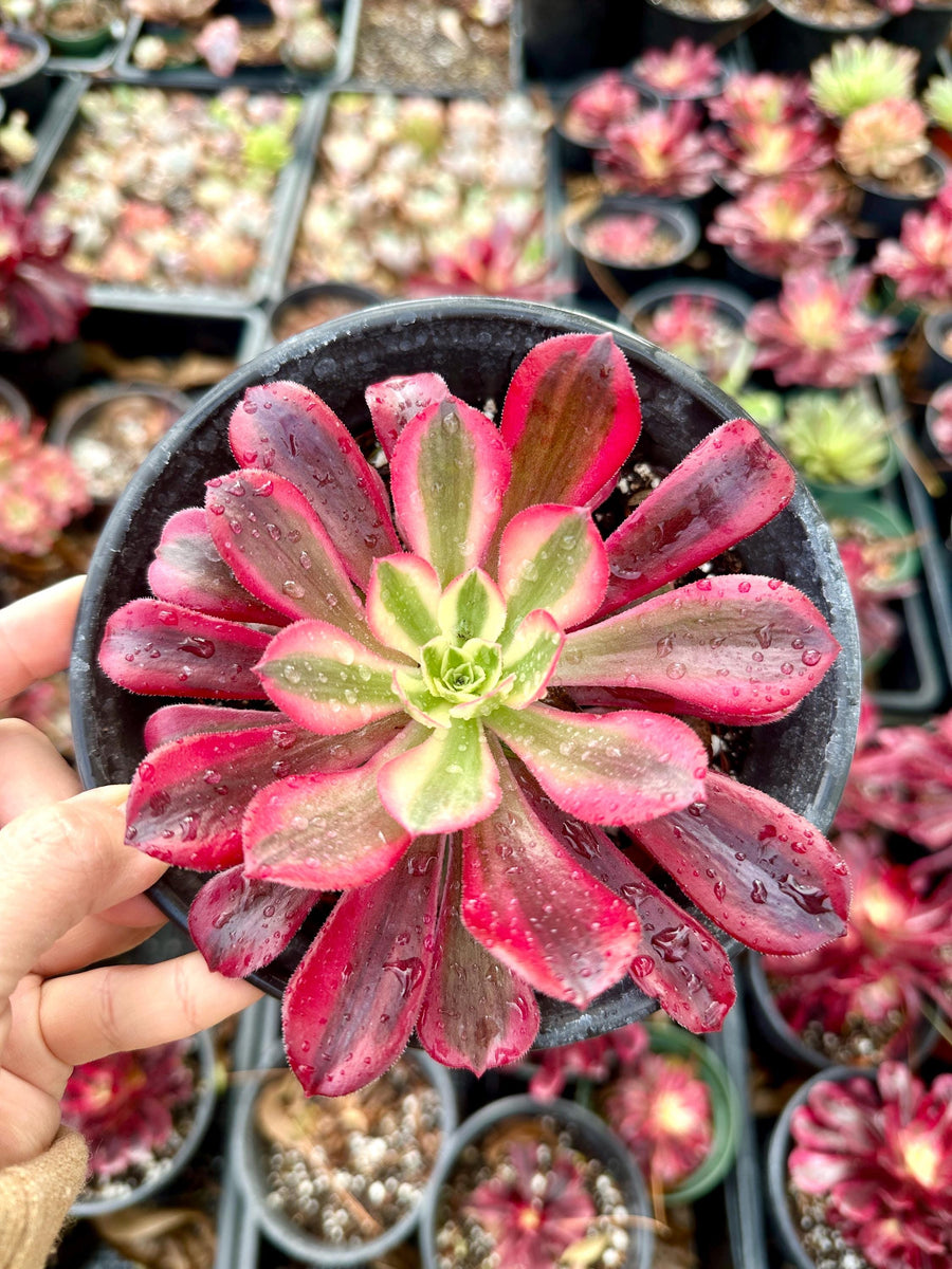 Rare Succulents - Aeonium Medusa Single Cutting (3.5” pot)