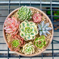 a small potted plant on a wire rack