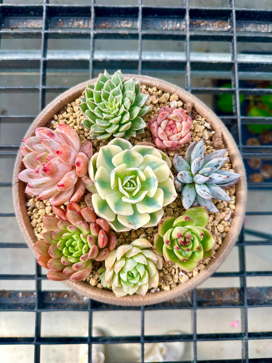 a small potted plant on a wire rack