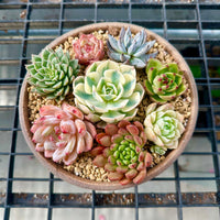 a bowl of succulents on a metal grate