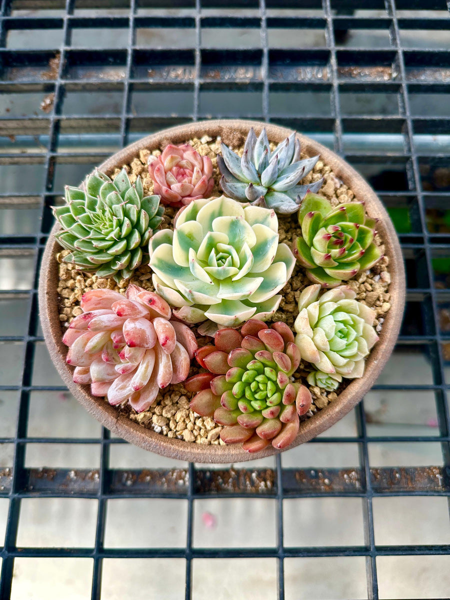 a bowl of succulents on a metal grate