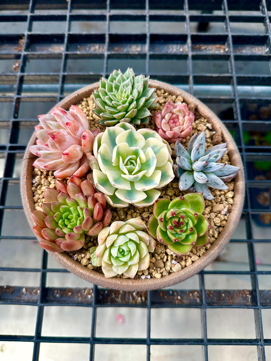 a small potted plant on a metal grate