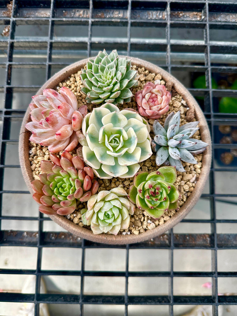 a small potted plant on a metal grate