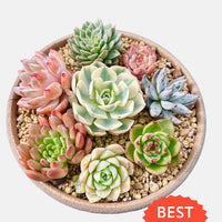 a bowl of succulents on a metal grate