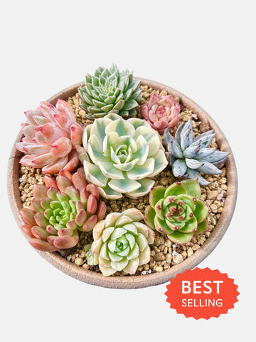 a bowl of succulents on a metal grate