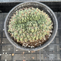 Rare Cactus - Gymnocalycium Baldianum Crested