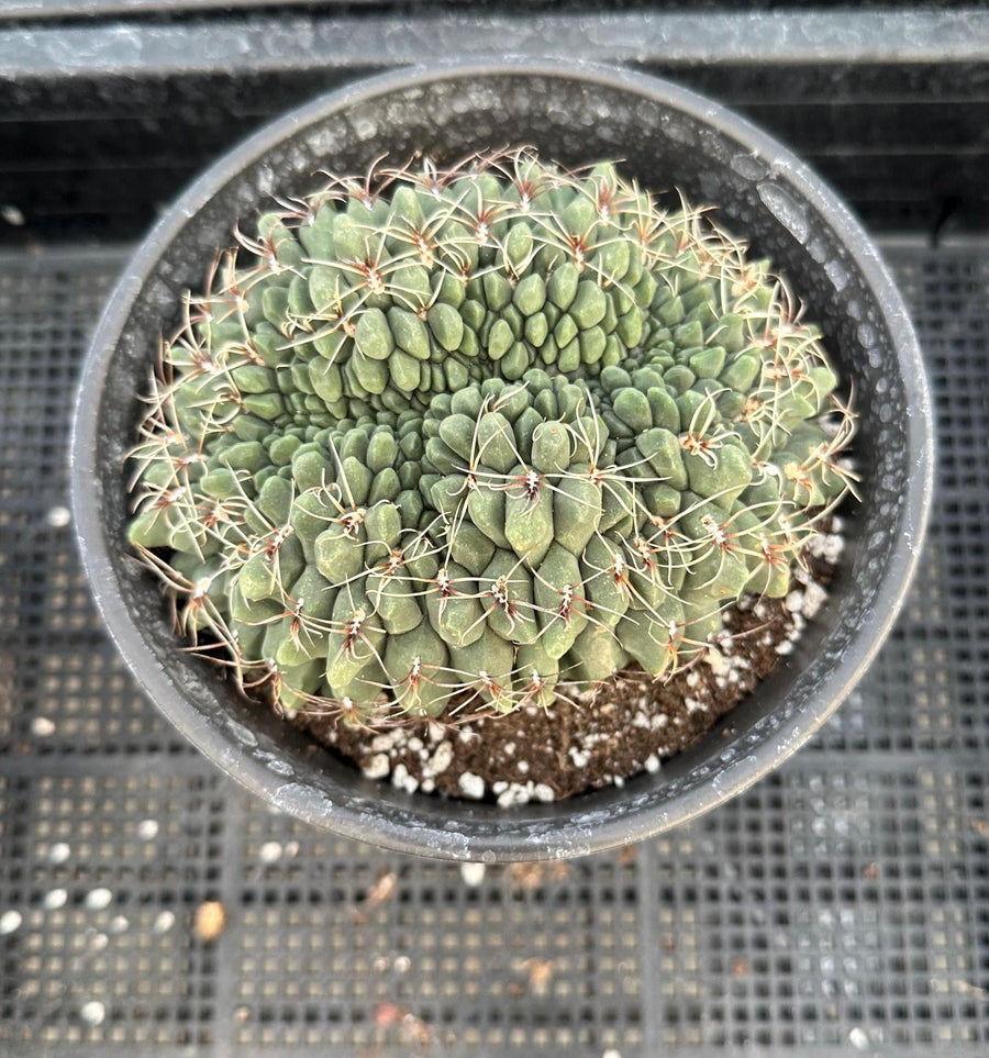 Rare Cactus - Gymnocalycium Baldianum Crested