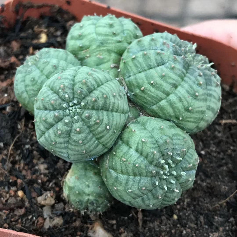 Rare Euphorbia - Euphorbia Obesa small cluster