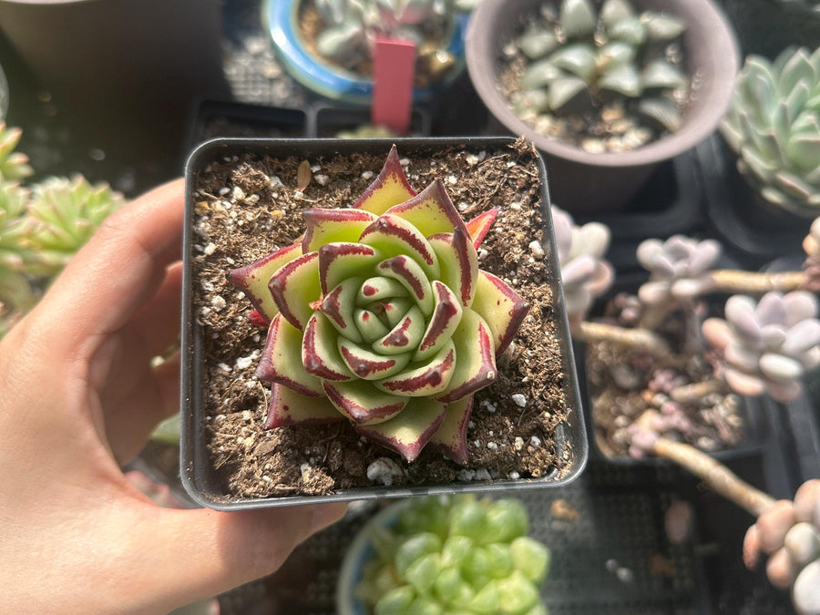 Rare Succulents - Echeveria Agavoides Ebony (2.5