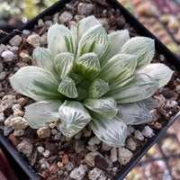 Rare Succulents - Haworthia White Cooperi Variegata cluster