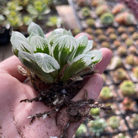 Rare Succulents - Haworthia White Cooperi Variegata cluster