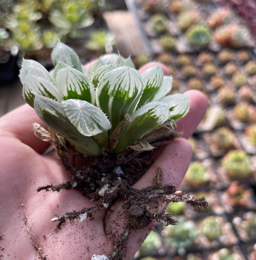 Rare Succulents - Haworthia White Cooperi Variegata cluster