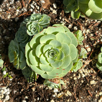 Rare Succulents - Aeonium Greenovia Moonlight Cluster