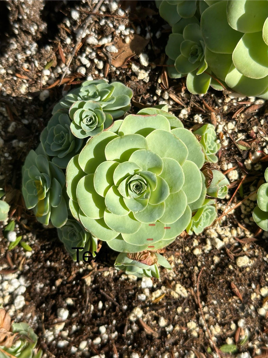 Rare Succulents - Aeonium Greenovia Moonlight Cluster