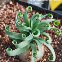 a close up of a plant in a pot