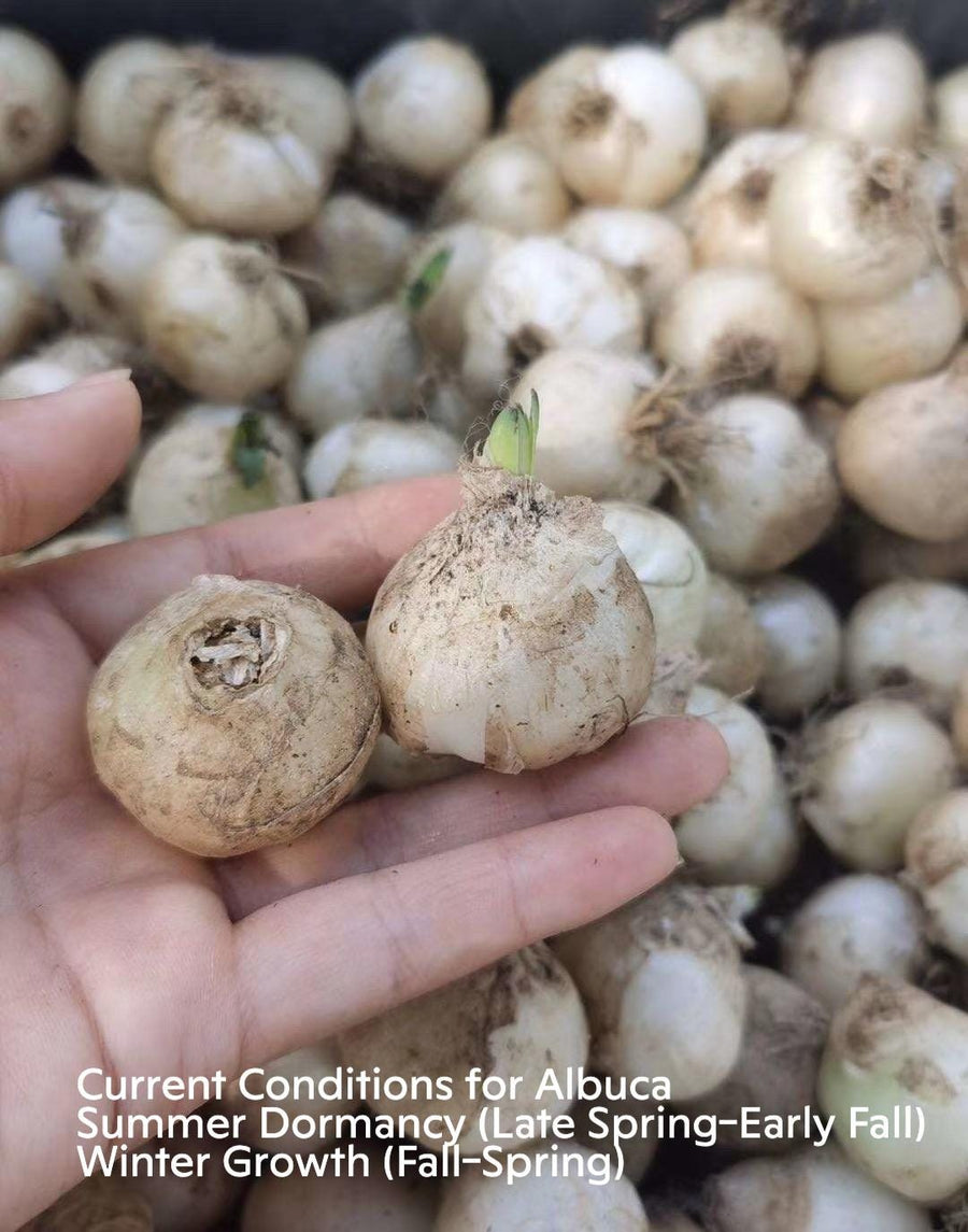 a hand holding a bunch of garlic in it's palm