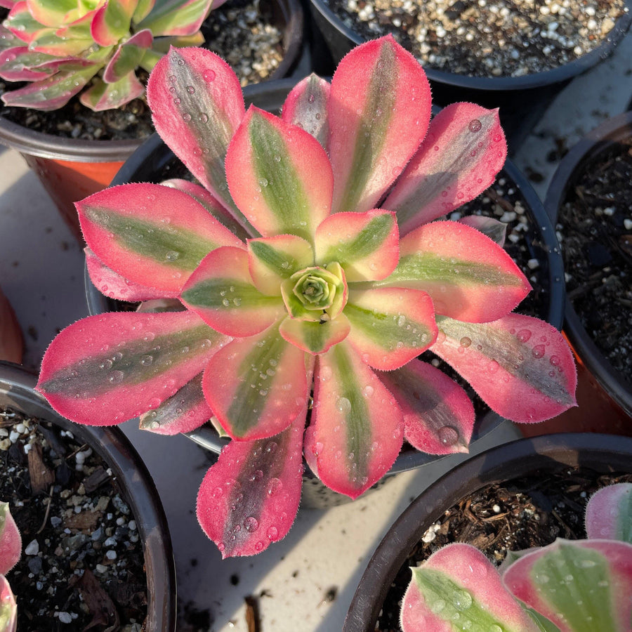 a group of potted plants with water droplets on them