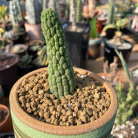 Rare Cactus - Larryleachia Cactiformis