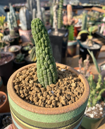 Rare Cactus - Larryleachia Cactiformis