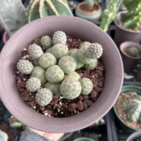 Rare Cactus - Tephrocactus Geometricus Cluster (2)