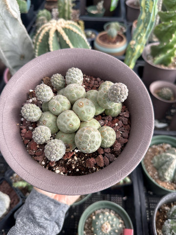 Rare Cactus - Tephrocactus Geometricus Cluster (2)