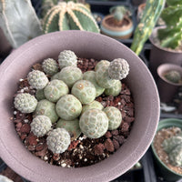 Rare Cactus - Tephrocactus Geometricus Cluster (2)