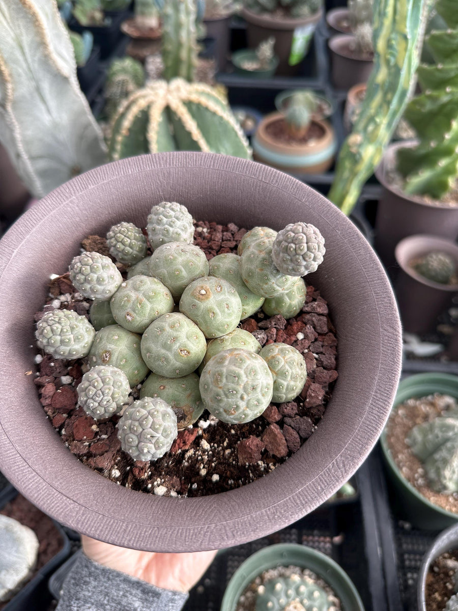 Rare Cactus - Tephrocactus Geometricus Cluster (2)