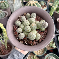 Rare Cactus - Tephrocactus Geometricus Cluster (2)