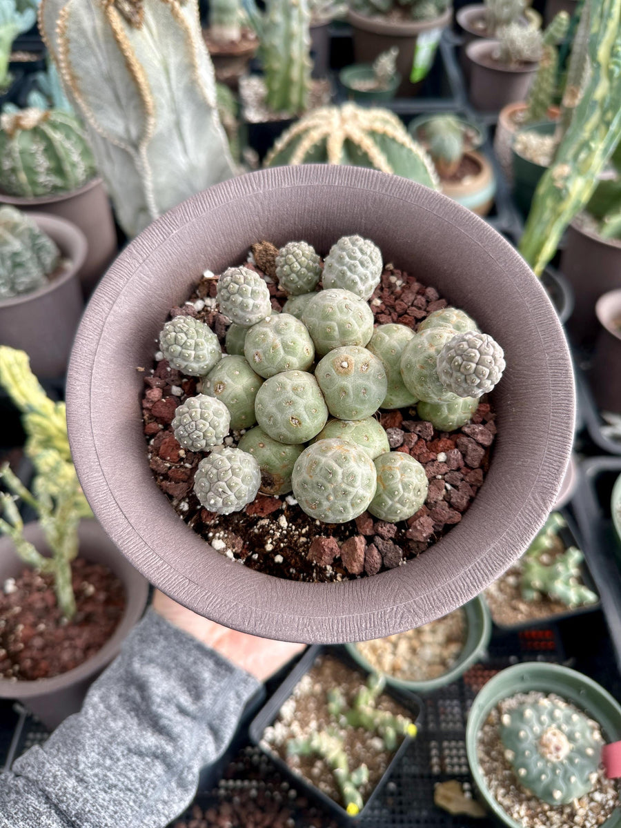 Rare Cactus - Tephrocactus Geometricus Cluster (2)