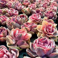 Rare Succulents - Echeveria Rainbow Variegated