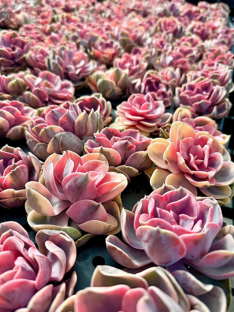 Rare Succulents - Echeveria Rainbow Variegated