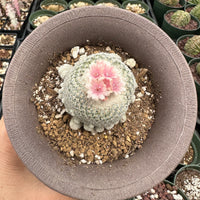 Rare Cactus - Epithelantha micromeris single stem