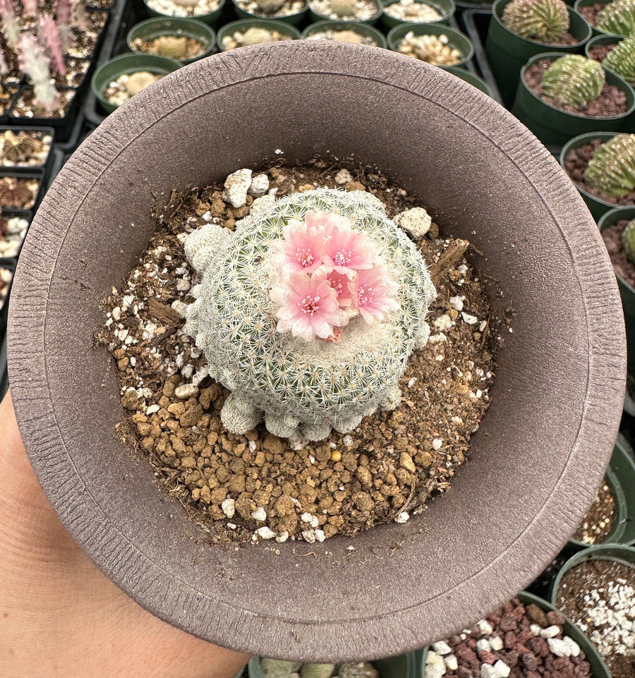 Rare Cactus - Epithelantha micromeris single stem