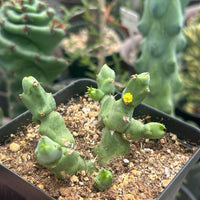 Rare Euphorbia - Euphorbia Clivicola