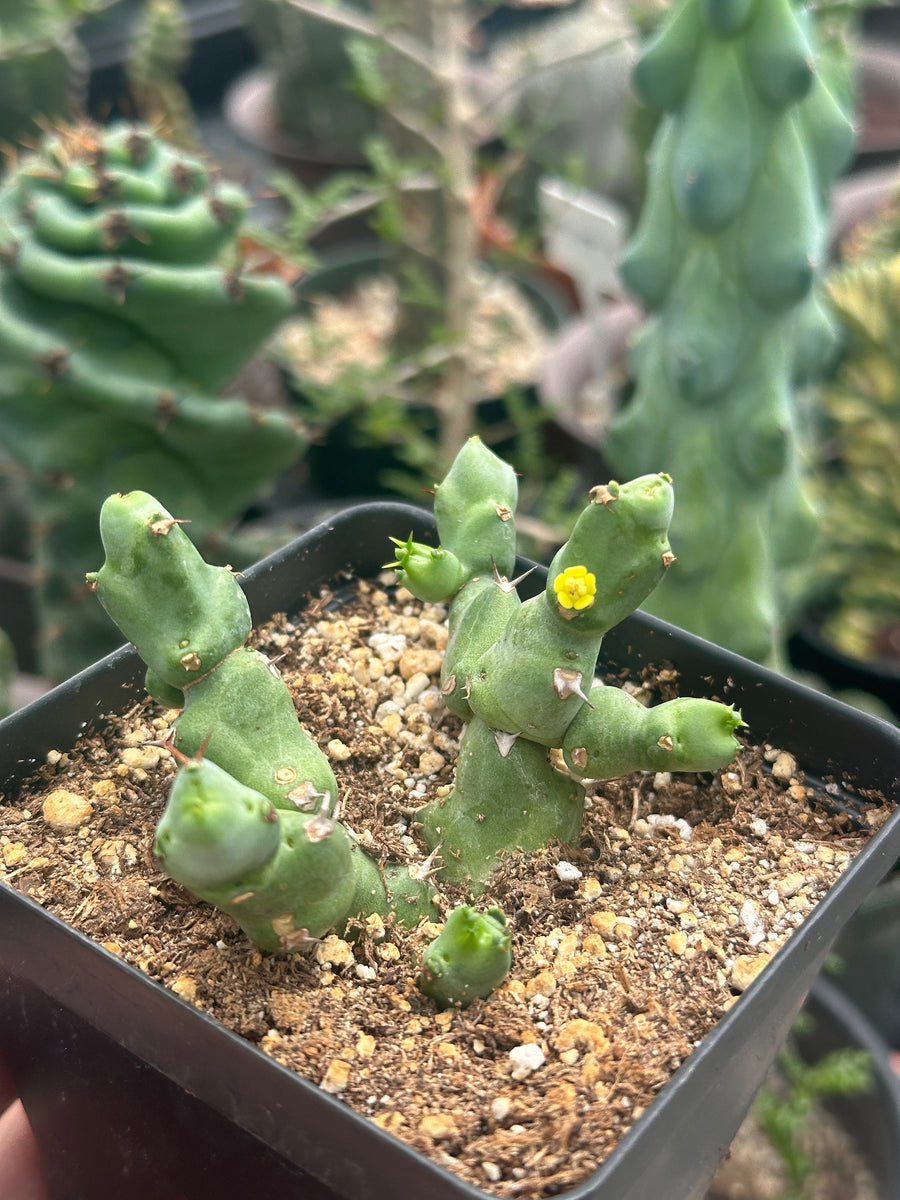 Rare Euphorbia - Euphorbia Clivicola