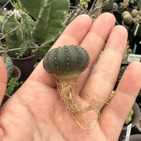 Rare Cactus - Frailea Castanea 13+ Ribs (1.5”)