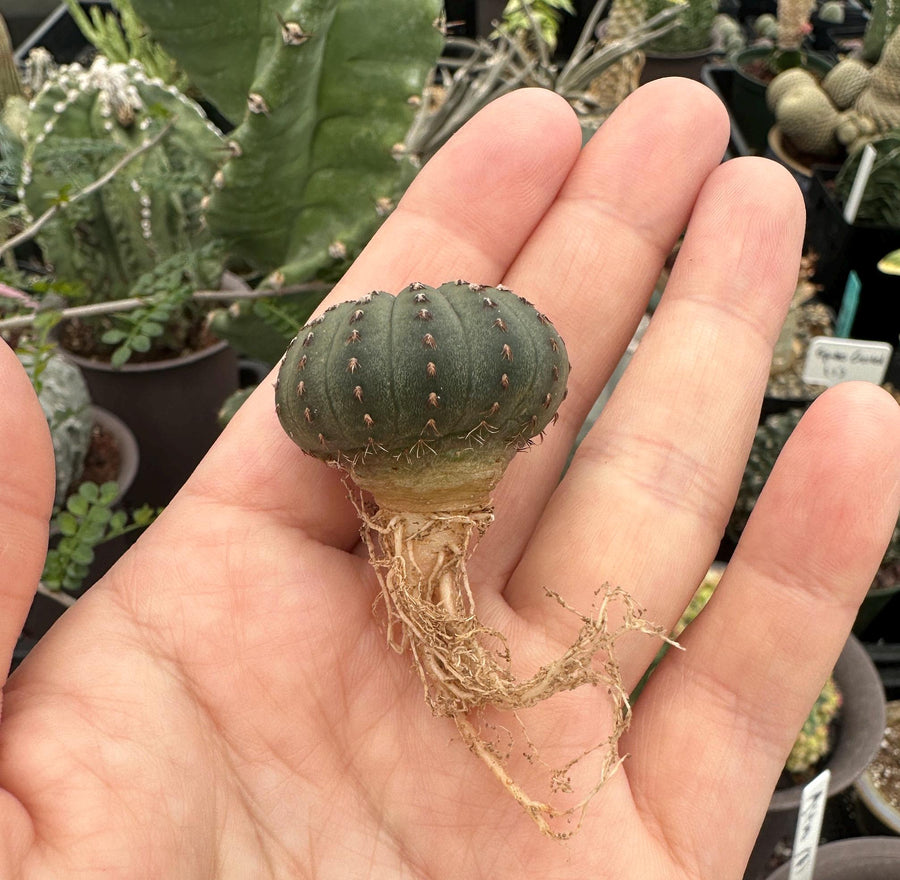 Rare Cactus - Frailea Castanea 13+ Ribs (1.5”)