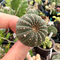 Rare Cactus - Frailea Castanea 13+ Ribs (1.5”)