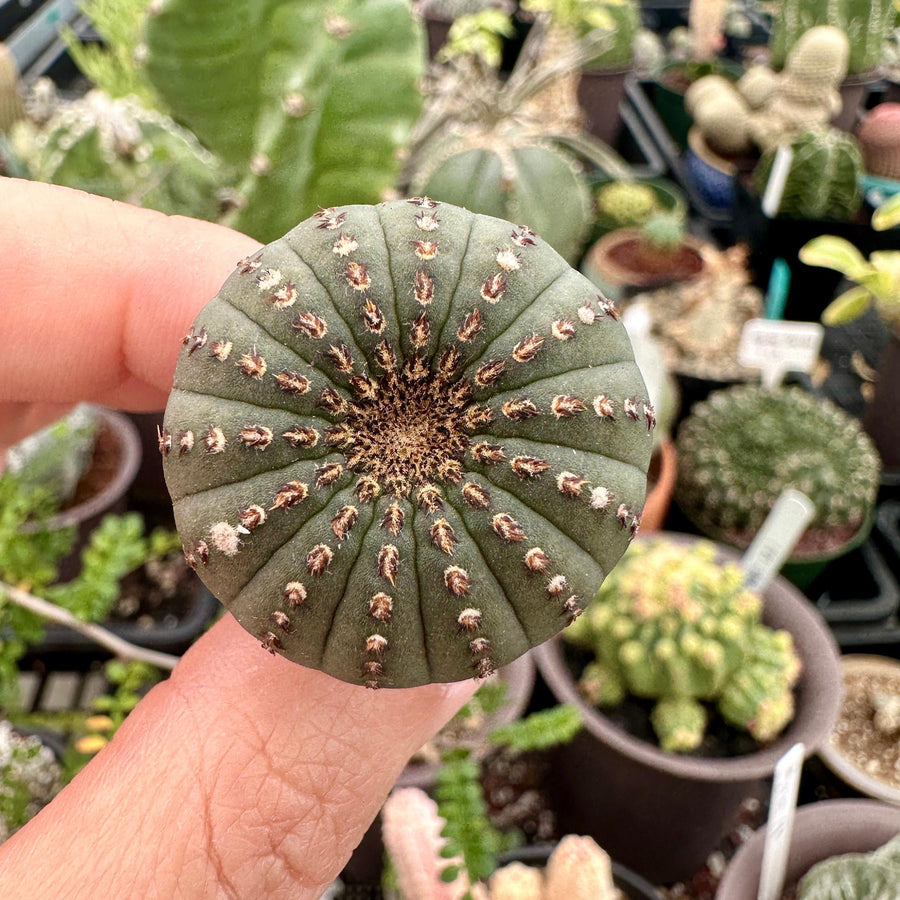 Rare Cactus - Frailea Castanea 13+ Ribs (1.5”)