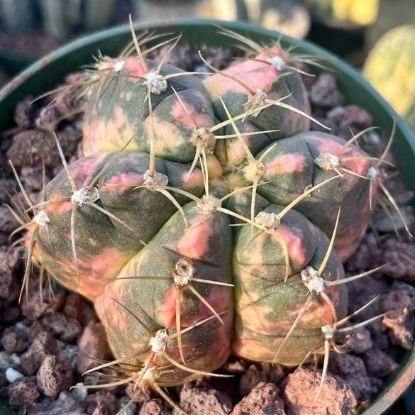 Rare Succulents - Gymnocalycium horstii Variegata (2.5”-3”)