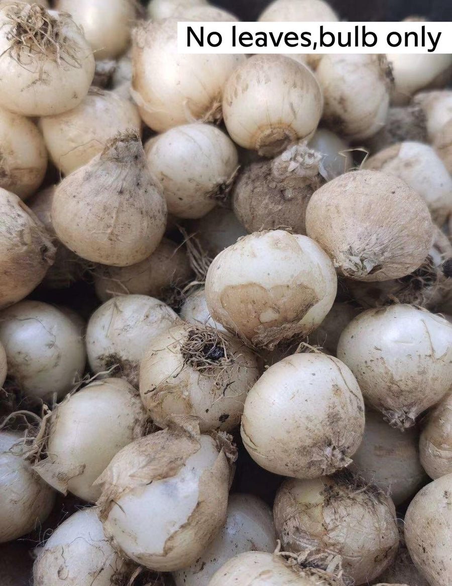 a pile of white onions sitting next to each other