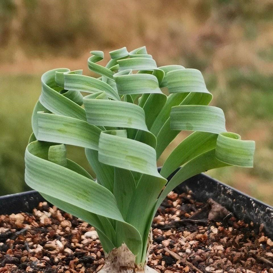 Rare Succulents - Albuca Concordiana (bulb only), 0.5