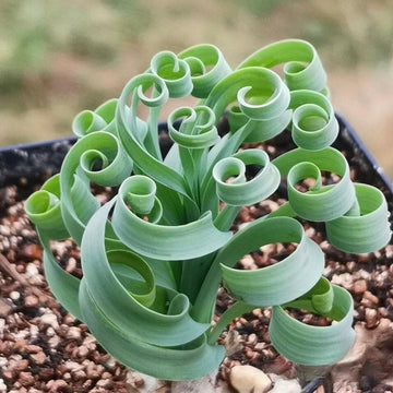 Rare Succulents - Albuca Concordiana (bulb only), 0.5