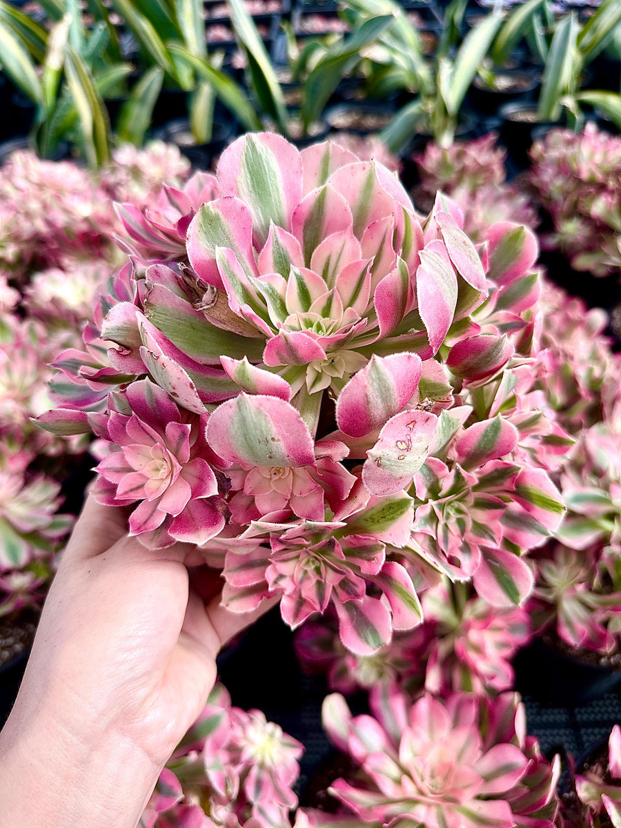 Rare Succulents - Aeonium Pink Witch