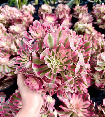 Rare Succulents - Aeonium Pink Witch