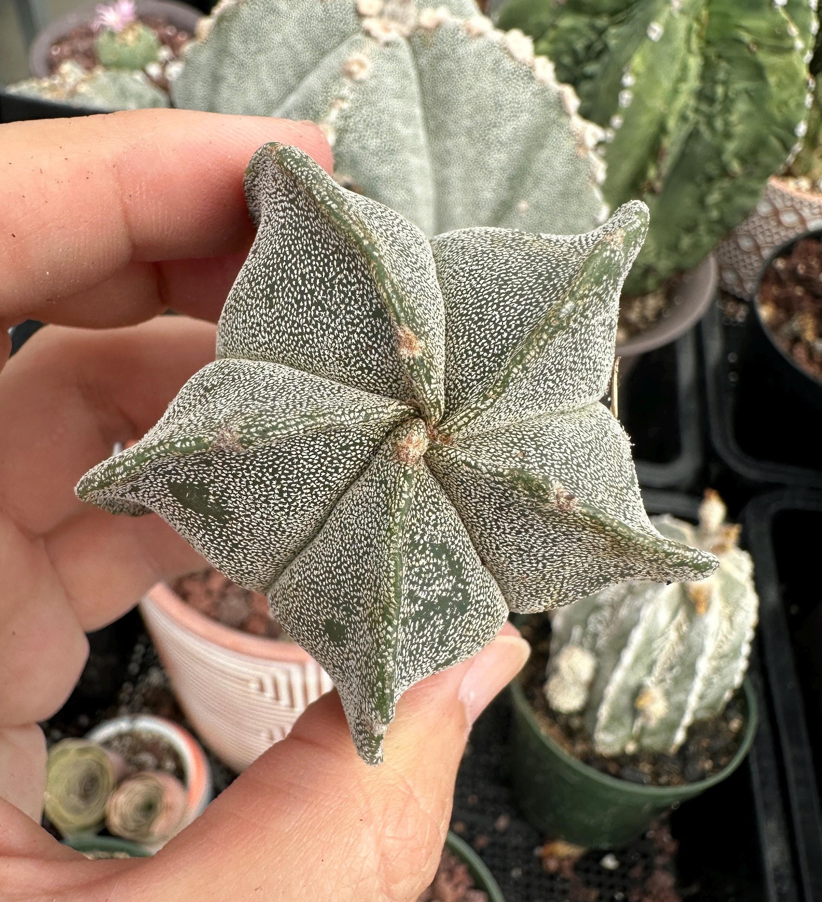 アストロフィツム　ランポー　Astrophytum myriostigma How to Grow Astrophytum myriostigma - Trex Plants